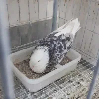 شازده سرور و جوجه