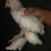 خروس و جوجه برهما|حیوانات مزرعه|خوی, |دیوار