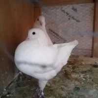 کبوتر کینگ شاهی