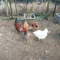 فروش مرغ و خروس محلی|حیوانات مزرعه|تنکابن, |دیوار