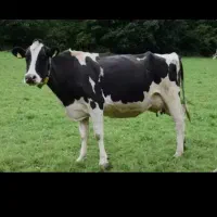 راهنمایی کنید