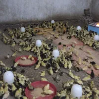 فروشندگی انواع جوجه محلی و اردک و غیره