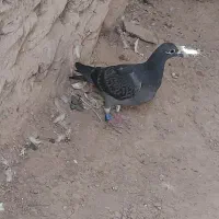 سلام دوستان یکی جوجه کبوتر پلاکی