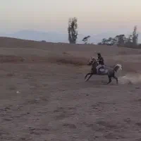 اسب مادیان‌ عرب|اسب و تجهیزات اسب‌سواری|آبگرم, |دیوار