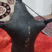 هیزه نو|کلکسیون اشیاء عتیقه|کرمانشاه, |دیوار