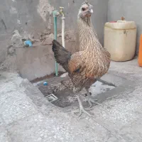 مرغ محلی دورگه