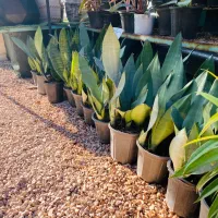 سانس کرواتی بلکفرایدی