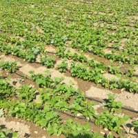 فروش ۳ تن لوبیا چیتی درجه یک پاکوتا