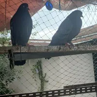 کبوتر