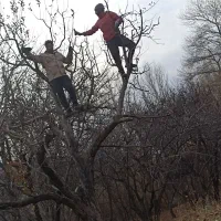 حرس کاری و کاشت درخت