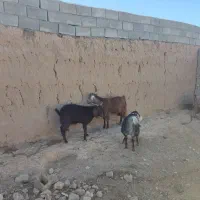 تعداد ۲عدد بز و ی بزغاله