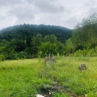 ۲۷۰متر زمین کوهستانی جنگلی با مجوزساخت در ماسوله