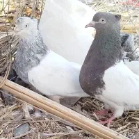 فرش جفت کله ای