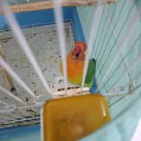 طوطی برزیلی|پرنده|ری, دیلمان|دیوار