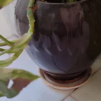 گل پتوس و ناز یخی و کاکتوس|گل و گیاه طبیعی|مشهد, شهرک ابوذر|دیوار