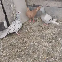 کفتر ی کبوتر