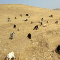 فروش بز و بزغاله چاق داشتی وکشتی|حیوانات مزرعه|کوهدشت, |دیوار