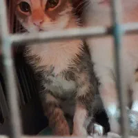 واگذاری بچه گربه ۳ ماهه نر|گربه|رشت, تازه آباد|دیوار