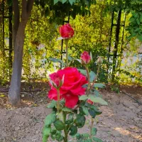 خر .یدار وام ازدواج فرزند اوری  فوری