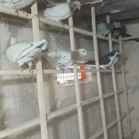 سلام کبوتر پرنده.