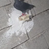 کبوتر پلاکی|پرنده|برازجان, |دیوار