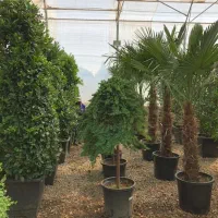 باغبانی کاشت گل و گیاه هرس ‌ سم پاشی|خدمات باغبانی و درختکاری|چهارباغ, |دیوار