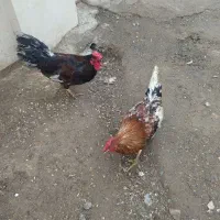 دو عدد خروس هشت ماهه  دانه ای 600هزار تومن