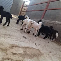 بره شیری|حیوانات مزرعه|سلفچگان, |دیوار