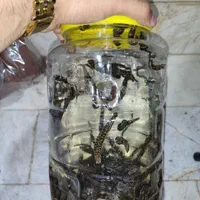 زالو صیدی و پرورشی|آرایشی، بهداشتی، درمانی|رشت, منظریه|دیوار