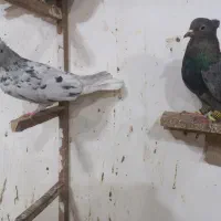 کبوتر دم سفید|پرنده|سبزوار, هویزه|دیوار