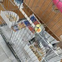 عروس هلندی|پرنده|رشت, کاکتوس|دیوار