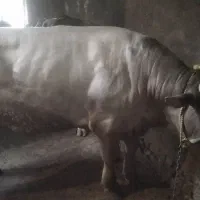 گاونر