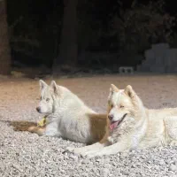 سگ هاسکی سیبرین