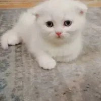 اسکاتیش بیریتیش دابل فلد با اصالت خالص خانگی|گربه|فردیس, شهرک ناز|دیوار