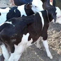 گوساله