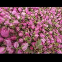 غنچه گل محمدی امسالی