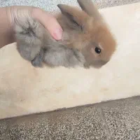 خرگوش لوپ هلندی