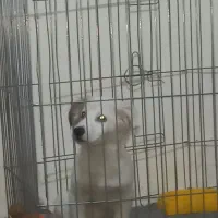 توله بازیگوش رایگان