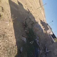 حیوانات|سگ|درب گنبد, |دیوار