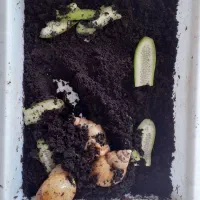 سه عدد حلزون به همراه ظرف و خاک ۲۰۰ هزار تومان