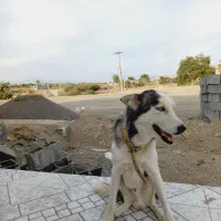 واگذاری سگ اسکی نر|سگ|رودان, |دیوار