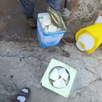 پنیر محلی درجه یک گاوی