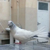 کفتر|پرنده|قم, صفائیه|دیوار