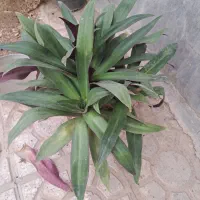 گل زیبا وسر حال|گل و گیاه طبیعی|اصفهان, فردوان|دیوار