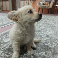 توله دوماه پامر روباهی|سگ|برخوار, |دیوار