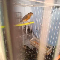 قناری دارچین و سهره چار گل