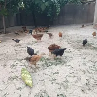 جوجه بوقلمون|حیوانات مزرعه|شاهین دژ, |دیوار