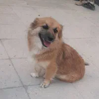 سگ باهوش و بازیگوش
