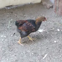 جوجه خروس ویاندوت آمریکایی