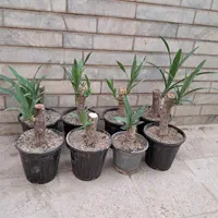 یوکا و خزانه کاکتوس